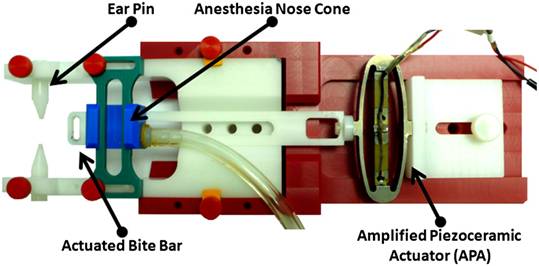 MousBrainTissue_01_sm